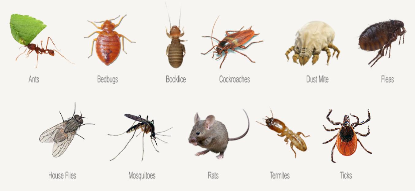 Виды домашних насекомых фото и названия и фото