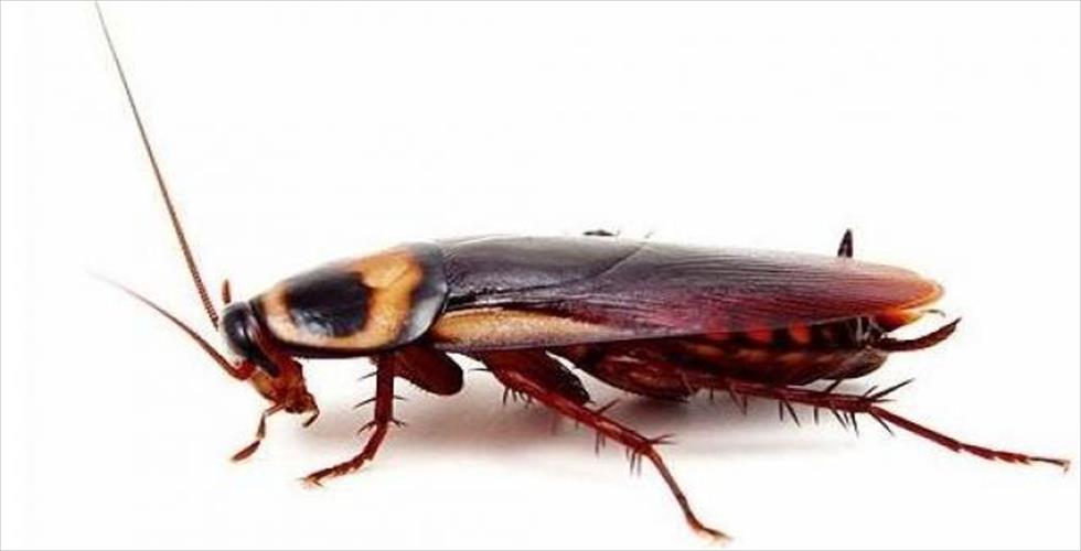 DOĞU HAMAMBÖCEĞİ (Blatta orientalis) Bursa Hamam Böceği İlaçlama:   ...